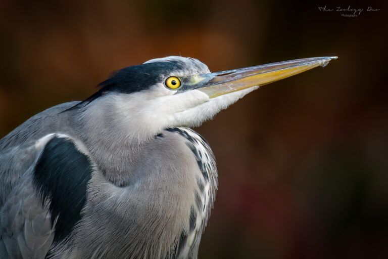 Fishers Green: The Best Place To See Bitterns In The UK